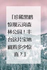 珍稀黑鹳惊现云岗森林公园！丰台这片宝地藏着多少惊喜？