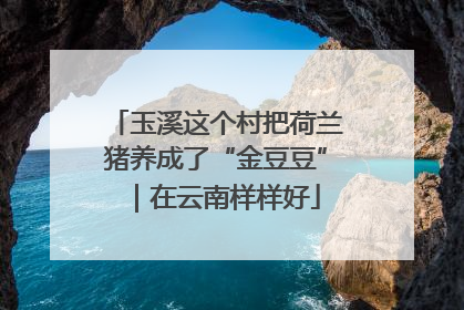 玉溪这个村把荷兰猪养成了“金豆豆”｜在云南样样好