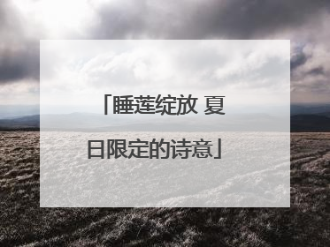 睡莲绽放 夏日限定的诗意