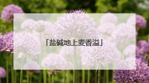 盐碱地上麦香溢