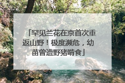 罕见兰花在京首次重返山野！极度濒危，幼苗曾遭野猪啃食