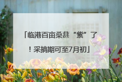 临港百亩桑葚“紫”了！采摘期可至7月初