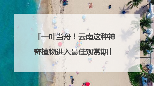 一叶当舟！云南这种神奇植物进入最佳观赏期
