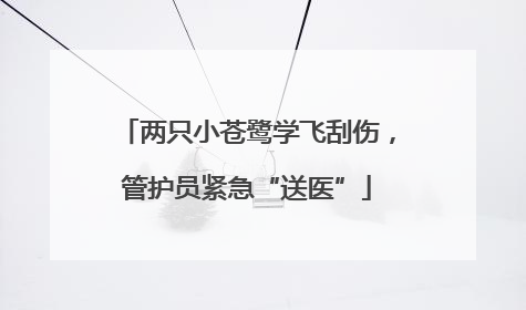 两只小苍鹭学飞刮伤，管护员紧急“送医”