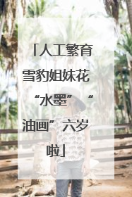 人工繁育雪豹姐妹花“水墨”“油画”六岁啦
