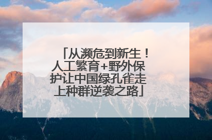 从濒危到新生！人工繁育+野外保护让中国绿孔雀走上种群逆袭之路