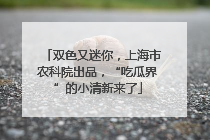 双色又迷你，上海市农科院出品，“吃瓜界”的小清新来了