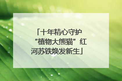 十年精心守护 “植物大熊猫”红河苏铁焕发新生