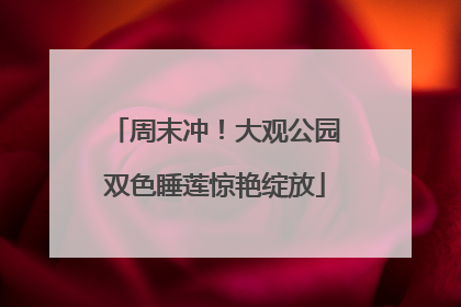 周末冲！大观公园双色睡莲惊艳绽放