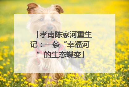 孝南陈家河重生记：一条“幸福河”的生态蝶变