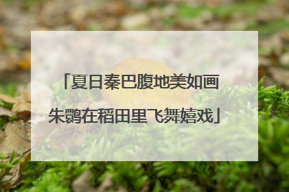 夏日秦巴腹地美如画 朱鹮在稻田里飞舞嬉戏