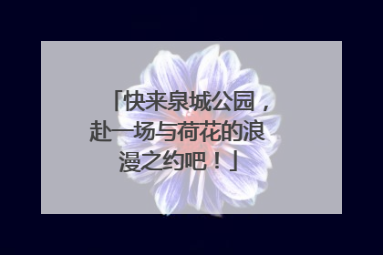 快来泉城公园，赴一场与荷花的浪漫之约吧！