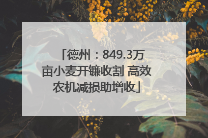 德州：849.3万亩小麦开镰收割 高效农机减损助增收