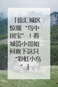 徐汇城区惊现“鸟中国宝”！看城管小哥如何救下这只“彩虹小鸟”