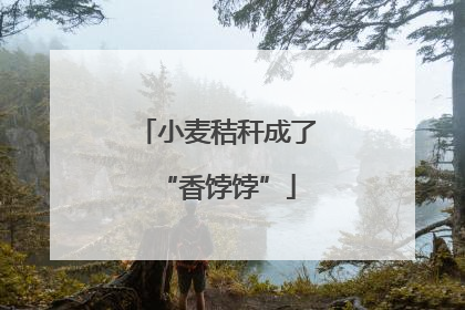 小麦秸秆成了“香饽饽”
