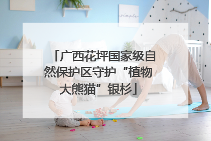 广西花坪国家级自然保护区守护“植物大熊猫”银杉