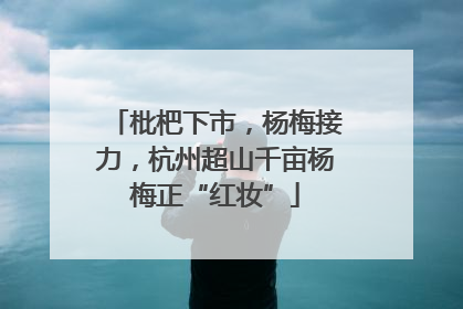 枇杷下市，杨梅接力，杭州超山千亩杨梅正“红妆”