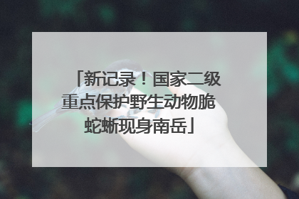 新记录！国家二级重点保护野生动物脆蛇蜥现身南岳