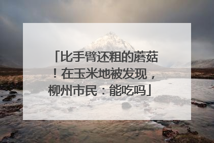 比手臂还粗的蘑菇！在玉米地被发现，柳州市民：能吃吗