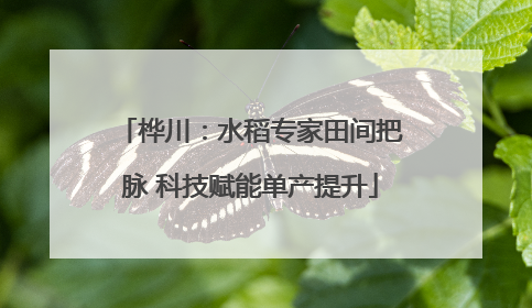 桦川：水稻专家田间把脉 科技赋能单产提升