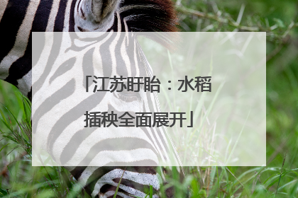 江苏盱眙：水稻插秧全面展开