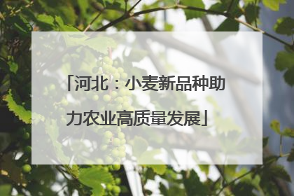 河北：小麦新品种助力农业高质量发展