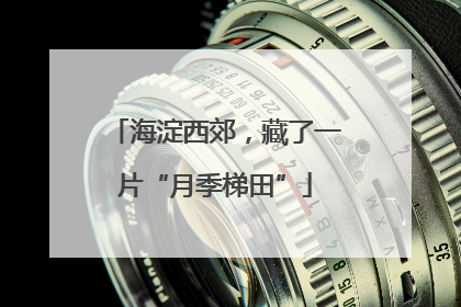 海淀西郊，藏了一片“月季梯田”