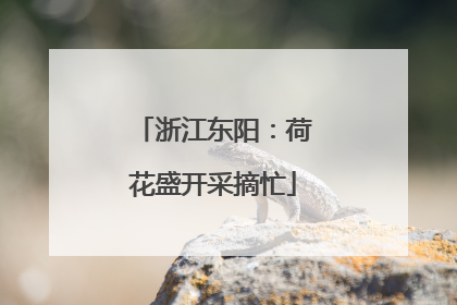 浙江东阳：荷花盛开采摘忙