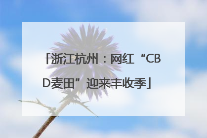 浙江杭州：网红“CBD麦田”迎来丰收季