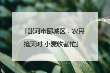 漯河市郾城区：农民抢天时 小麦收割忙