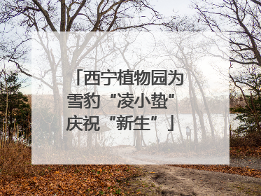 西宁植物园为雪豹“凌小蛰”庆祝“新生”
