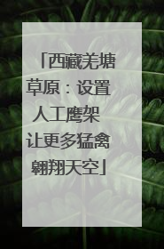 西藏羌塘草原：设置人工鹰架 让更多猛禽翱翔天空