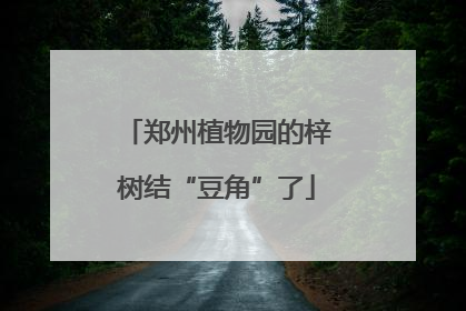 郑州植物园的梓树结“豆角”了