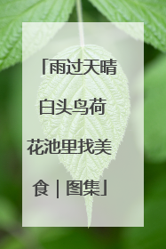 雨过天晴 白头鸟荷花池里找美食｜图集