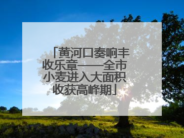 黄河口奏响丰收乐章——全市小麦进入大面积收获高峰期